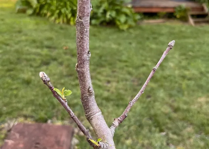 Pousio- Rural Appartments Campingplads